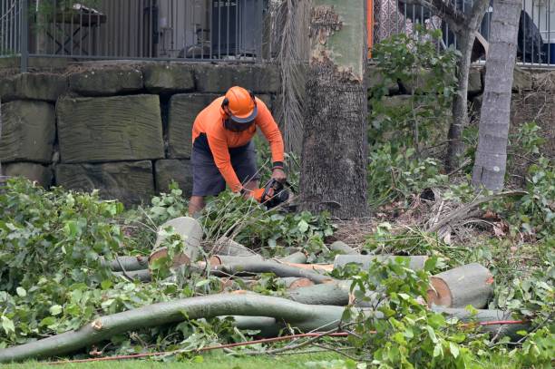 Trusted Hoover, AL Tree Service Experts